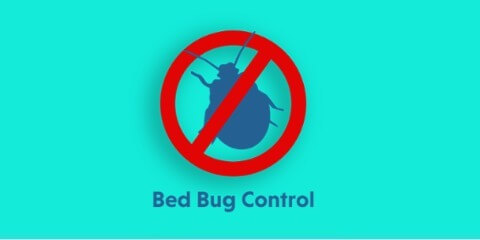 bed-bug-control