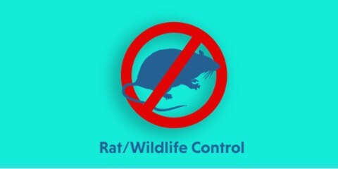 rat-rodent-pest-control